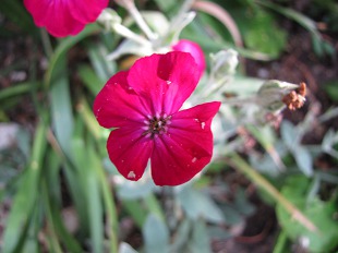 Lychnis Coronaria